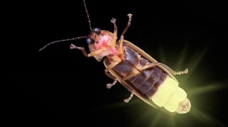 Video thumbnail: Insectarium Fireflies' Love Language Is Their Butts