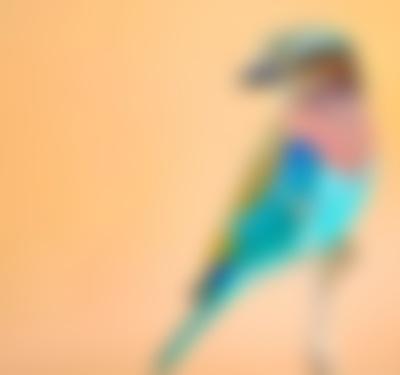 To the Ends of the Earth: Birds of East Africa