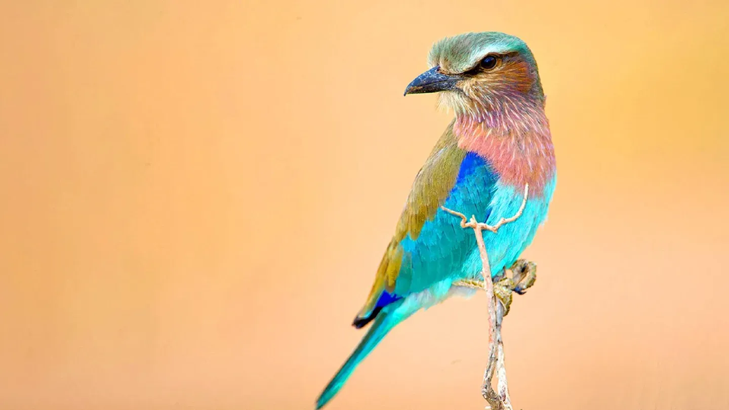 To the Ends of the Earth: Birds of East Africa