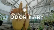 Out of the Odor-nary