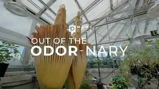 Out of the Odor-nary