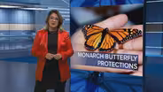 How a Chicagoan is Working to Help Protect Monarch Butterflies