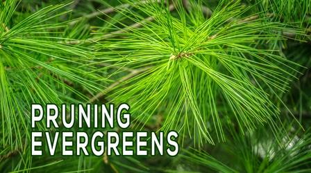 Video thumbnail: Backyard Farmer Backyard Farmer: Digging Deeper: Pruning Evergreens