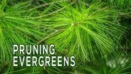 Backyard Farmer: Digging Deeper: Pruning Evergreens