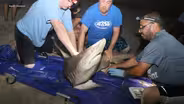 Jersey scientist shows how sharks are tagged and tracked