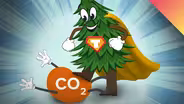 Can Trees Really Fight Climate Change?