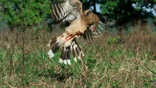 Raptor Vs. Deadly Snake