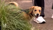 Animals saved from flooding, Plainfield shelter seeks help