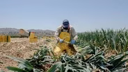 California Workers Affected by Extreme Heat | Aug. 25