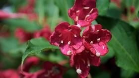 Video thumbnail: Virginia Home Grown Growing In Greenhouses; Heirloom Collards (#1803)