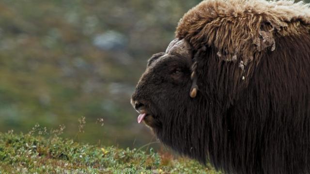 Muskox Showdown