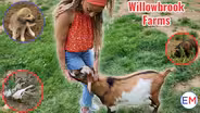 Willowbrook Farms