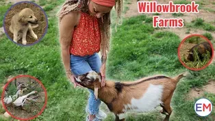 Willowbrook Farms