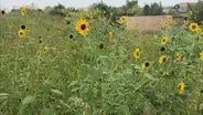 Embracing Nature at Lincoln Yards Riverfront