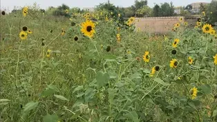 Embracing Nature at Lincoln Yards Riverfront