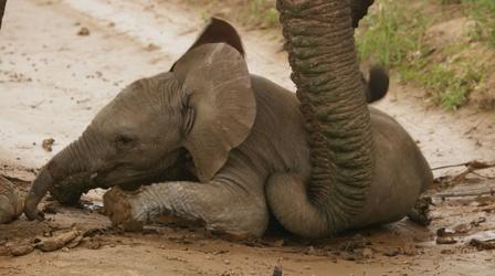 Video thumbnail: Animal Babies: First Year on Earth Baby Safina Takes a Tumble