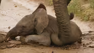 Baby Safina Takes a Tumble