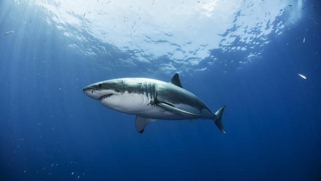 50 years after 'Jaws,' researcher dispels myths about sharks