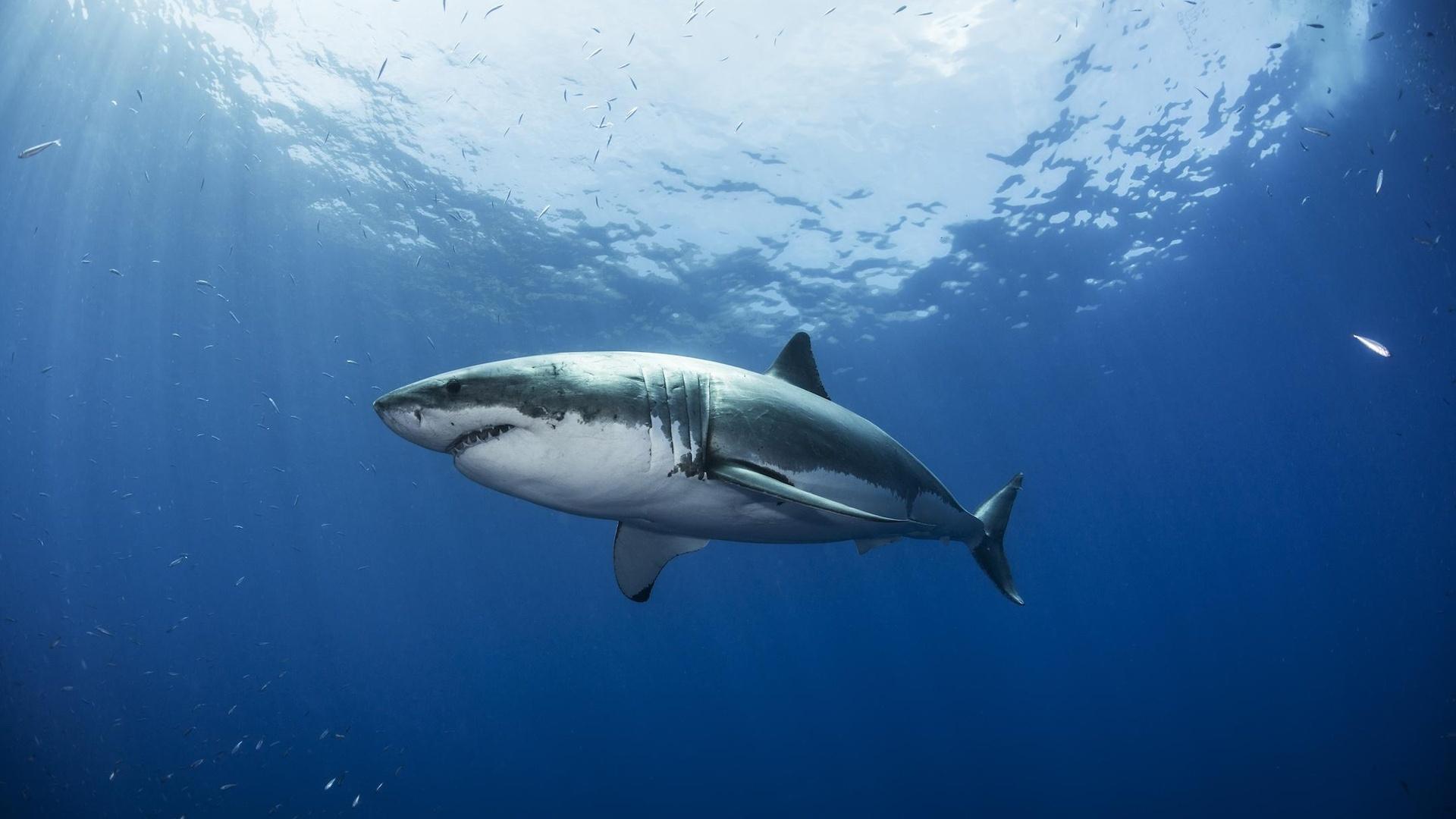 50-years-after-jaws-researcher-dispels-myths-about-sharks-pbs-news