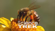Bees: It's Alive!