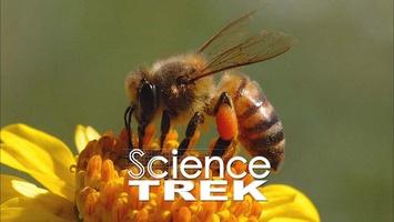 Bees: It's Alive!