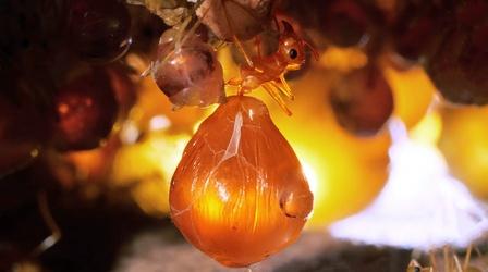 Video thumbnail: Deep Look Honeypot Ants Turn Their Biggest Sisters Into Jugs of Nectar