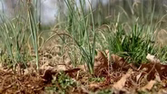 Wild Onions