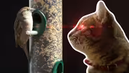 Cats vs Birds: Preventing the Prowl