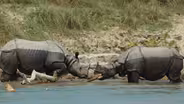 Rhino Loses Horn in Battle