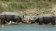 Rhino Loses Horn in Battle