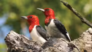 Savanna Redheads