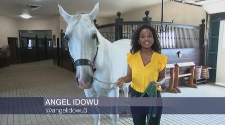 Video thumbnail: Chicago Tonight How the Lipizzan Stallions Learn to Dance