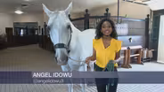 How the Lipizzan Stallions Learn to Dance
