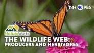 The Wildlife Web 1: Producers and Herbivores