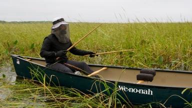 Collecting Wild Rice in Northern Minnesota