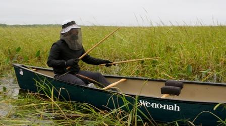 Video thumbnail: America Outdoors with Baratunde Thurston Collecting Wild Rice in Northern Minnesota