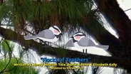 Flocks of Feathers