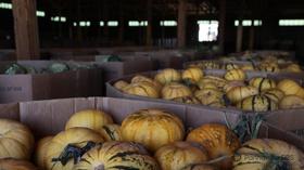 Video thumbnail: The Handle The Handle: Pumpkin Pyle