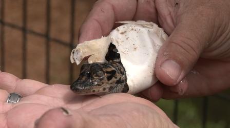 Video thumbnail: WGCU Local Productions Baby Gators Are Hatching | Gatorama Annual Hatching Festival
