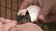 Baby Gators Are Hatching | Gatorama Annual Hatching Festival