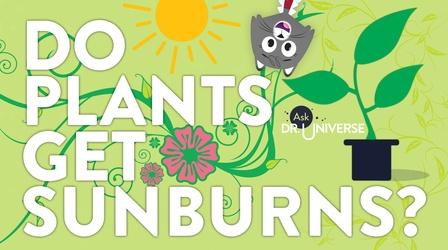 Video thumbnail: Ask Dr. Universe Do Plants Get Sunburns?