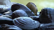 Mussel Rescue