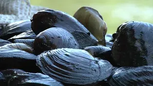 Mussel Rescue