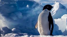 Video thumbnail: Antarctic Extremes Antarctica’s Penguins Taught Us Surprising Life Lessons