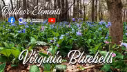 From Pink to Blue: Virginia Bluebells