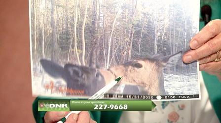 Video thumbnail: Ask the DNR Bird Hunting, Youth Hunt, Pre-Deer Season, Fall Fishing