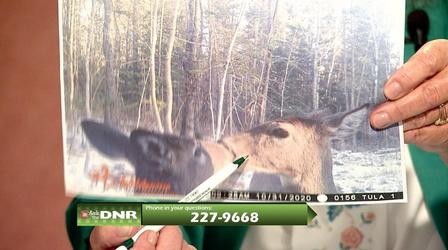 Video thumbnail: Ask the DNR Bird Hunting, Youth Hunt, Pre-Deer Season, Fall Fishing