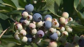 Video thumbnail: Volunteer Gardener Volunteer Gardener 2806