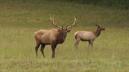 Video thumbnail: NC Weekend Elk in Maggie Valley