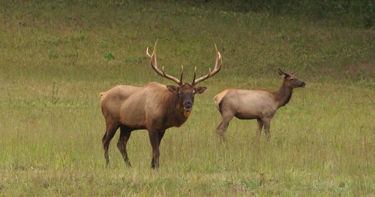 North Carolina Weekend Elk in Maggie Valley Season 17 PBS